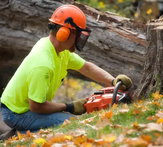 tree services Copenhagen